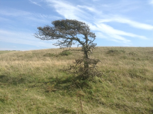 A bare hawthorn tree on a high hill, twisted by the wind into fantastic shape.